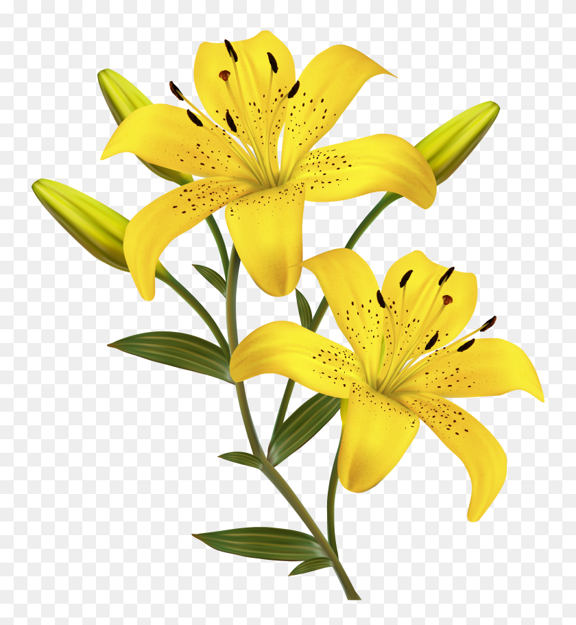 Detail Yellow Flower Png Nomer 36