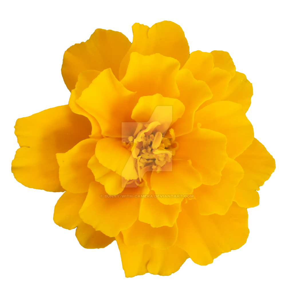 Download Yellow Flower Png Nomer 6