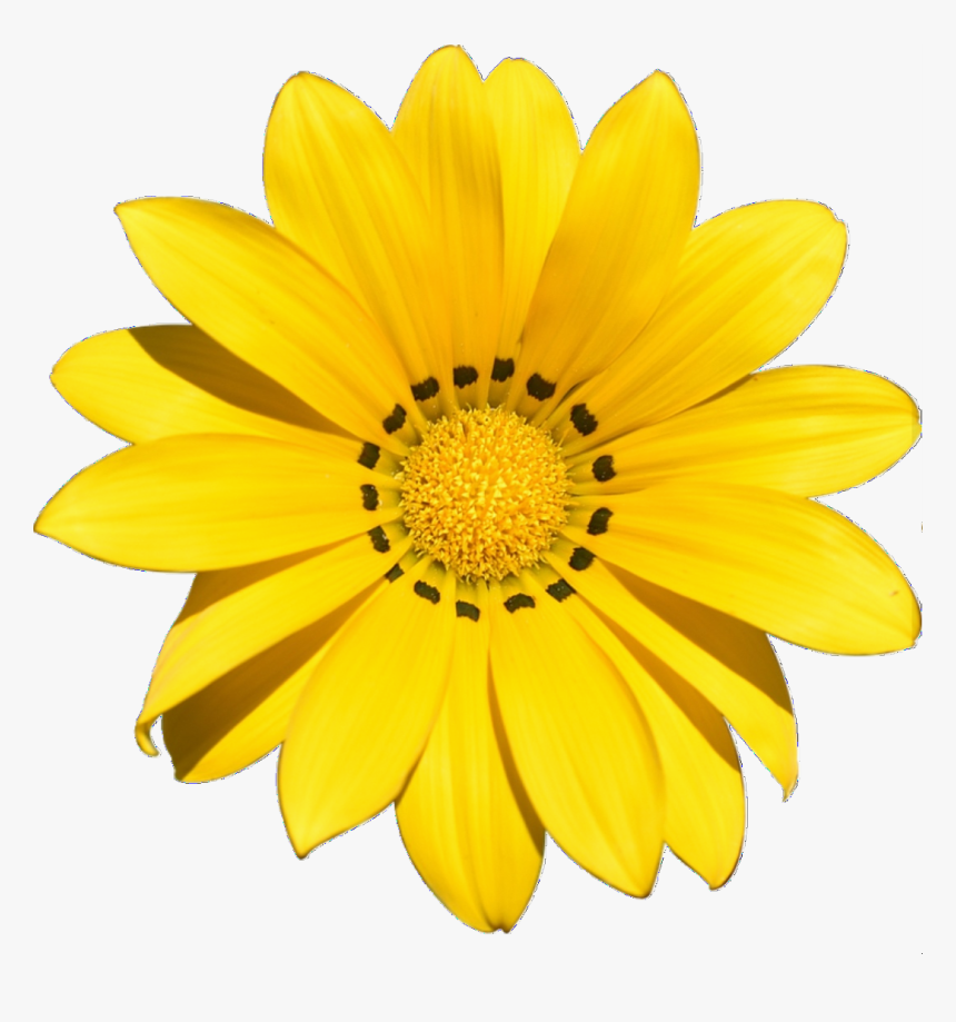 Detail Yellow Flower Png Nomer 9