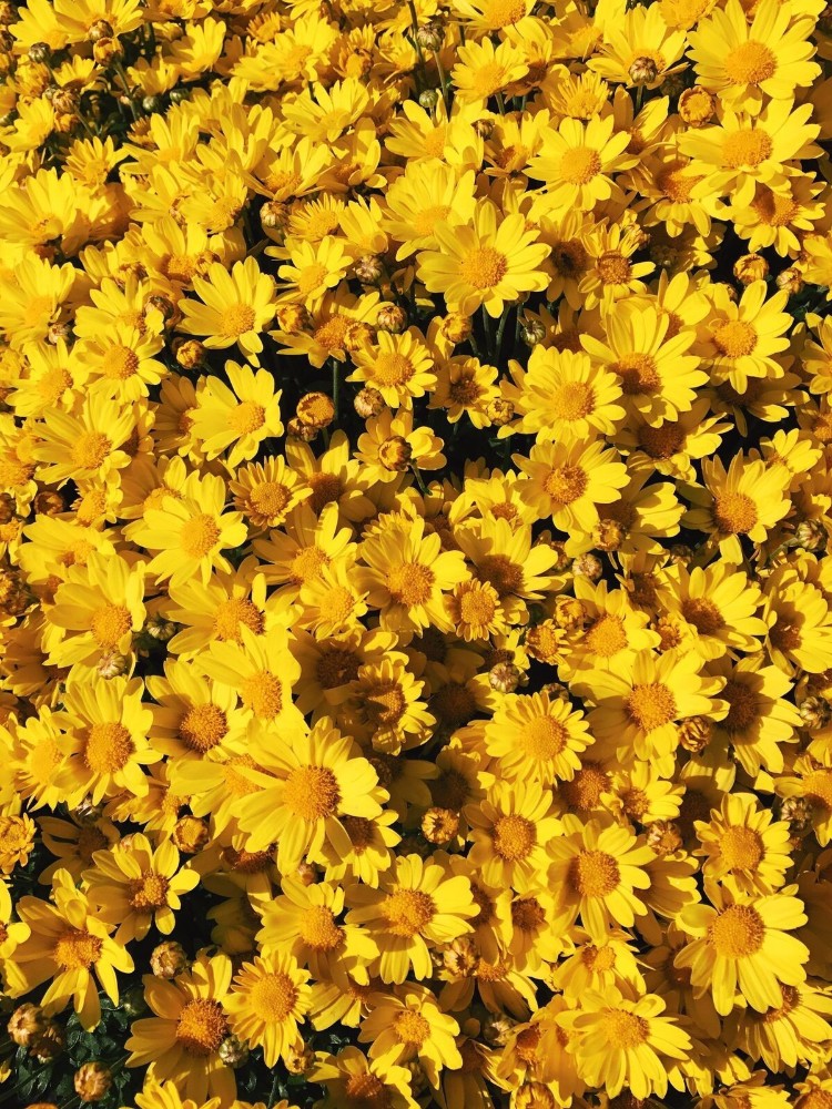 Detail Yellow Flower Tumblr Nomer 3