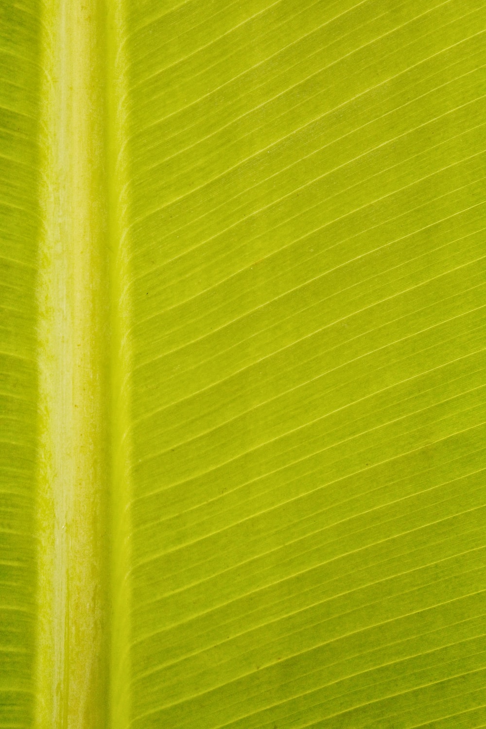 Detail Yellow Green Background Nomer 15