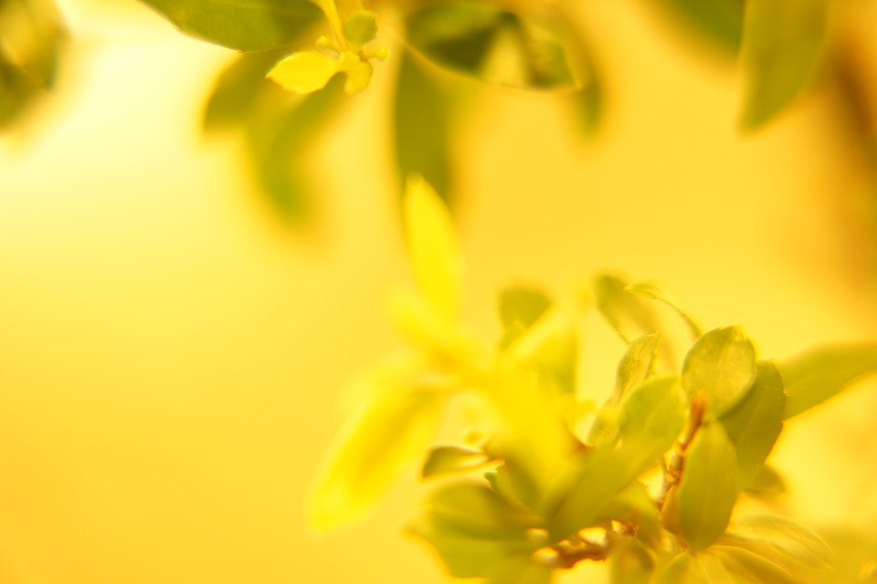 Detail Yellow Hd Wallpaper Nomer 50