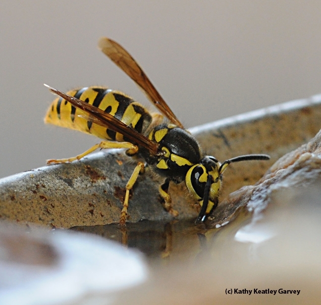 Detail Yellow Jacket Wasp Nomer 17