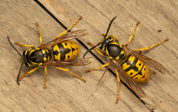 Detail Yellow Jacket Wasp Nomer 18