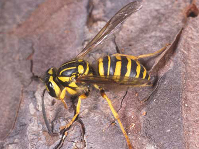 Detail Yellow Jacket Wasp Nomer 25