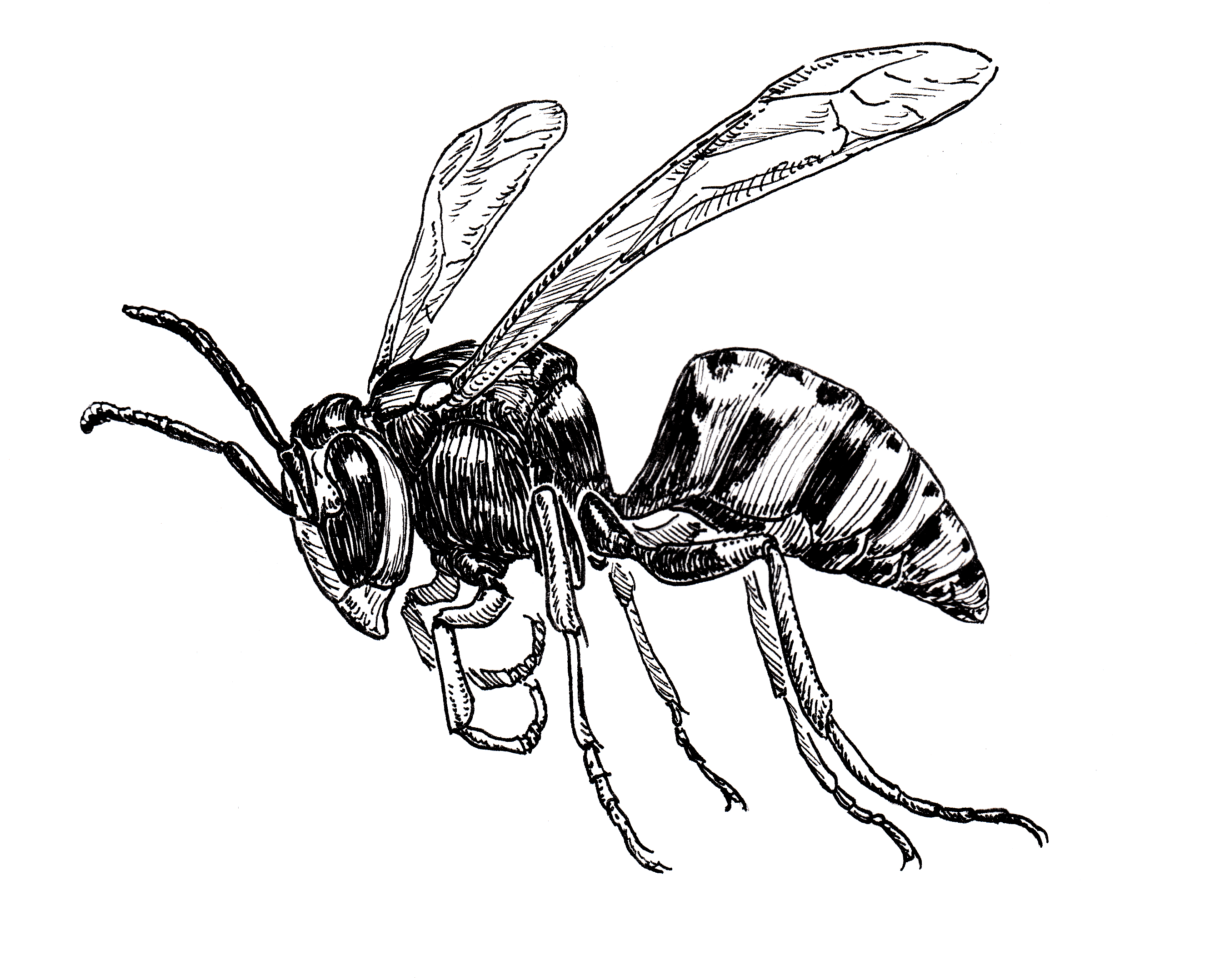 Detail Yellow Jacket Wasp Nomer 34