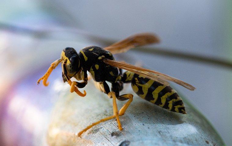 Detail Yellow Jacket Wasp Nomer 51