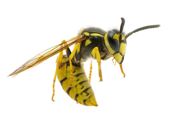 Detail Yellow Jacket Wasp Nomer 9