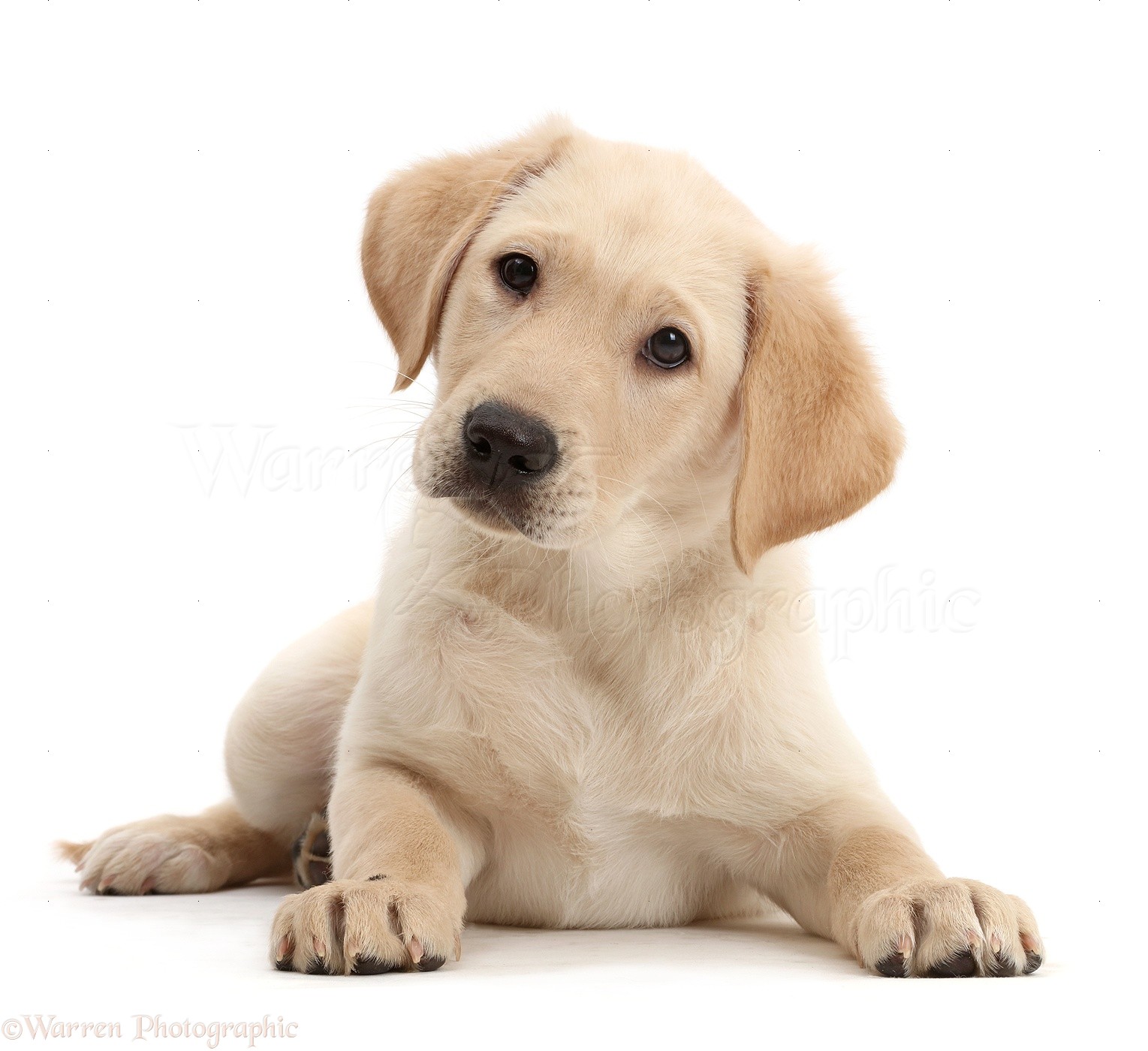 Detail Yellow Lab Puppy Images Nomer 11