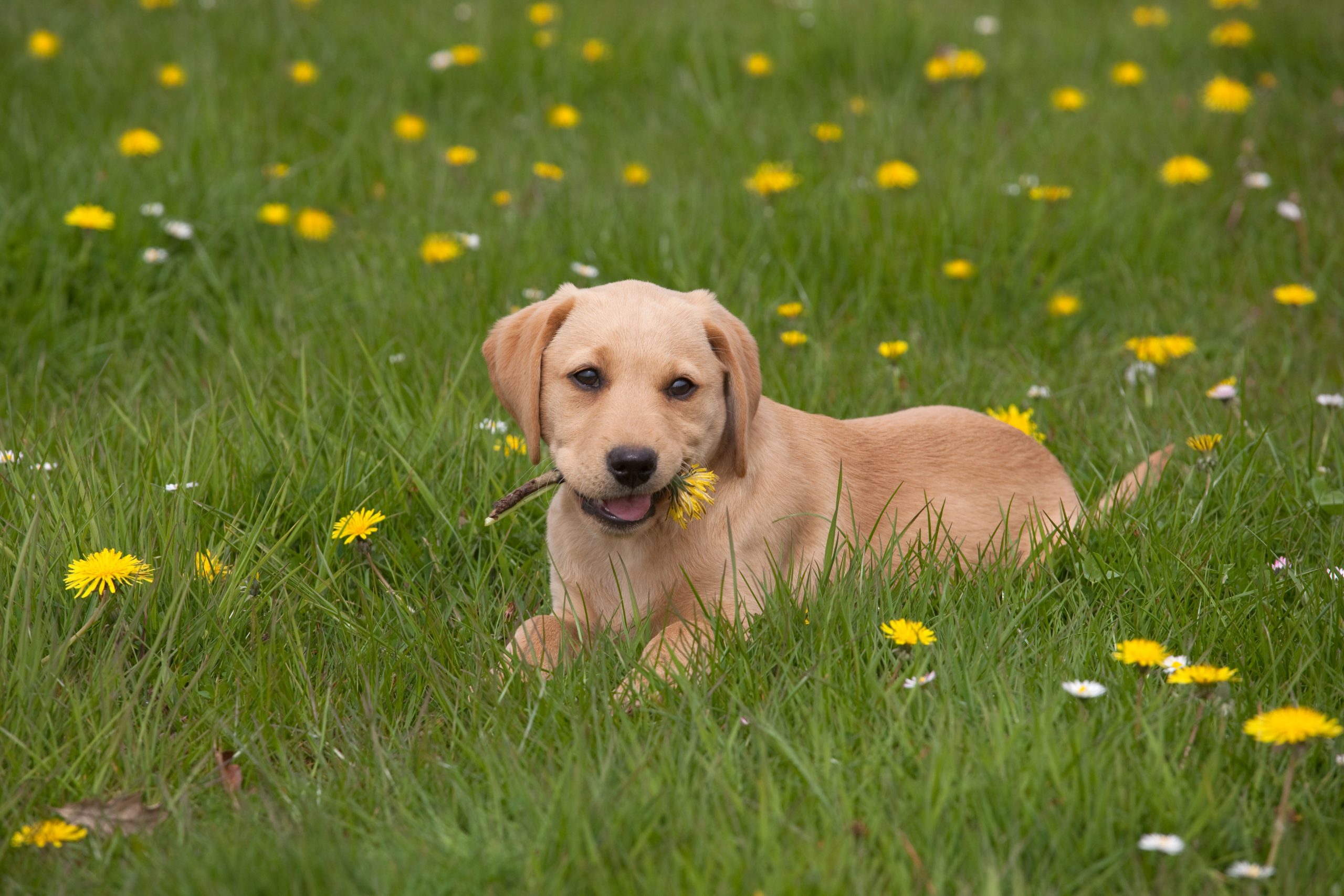 Detail Yellow Lab Puppy Images Nomer 16