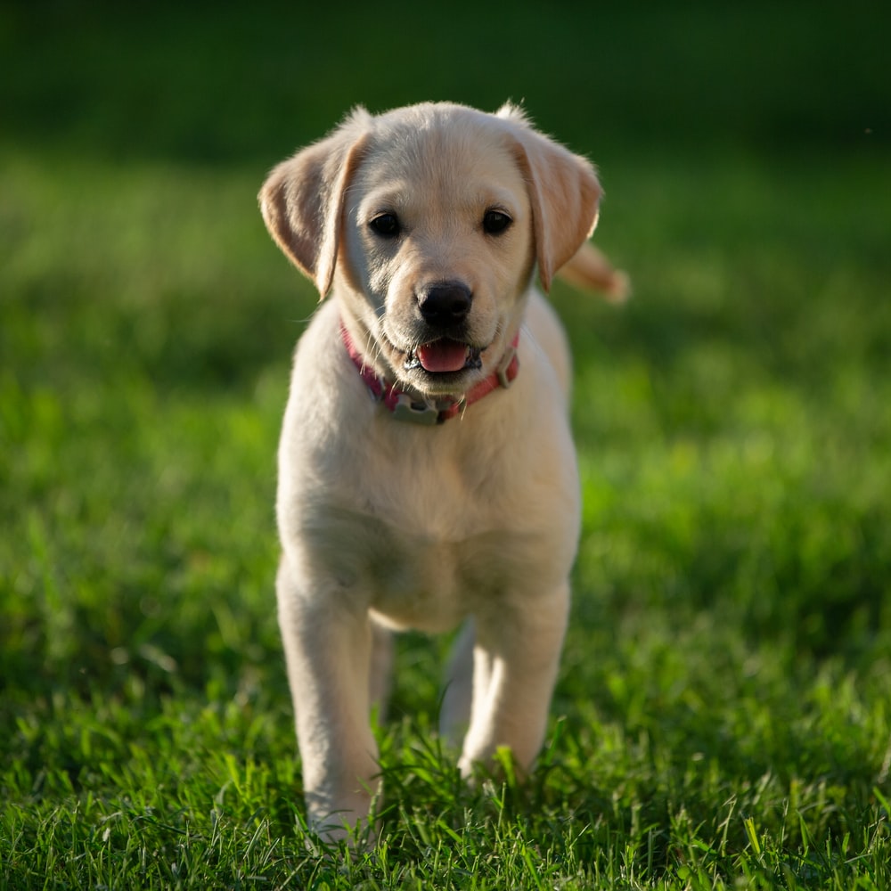 Detail Yellow Lab Puppy Images Nomer 18