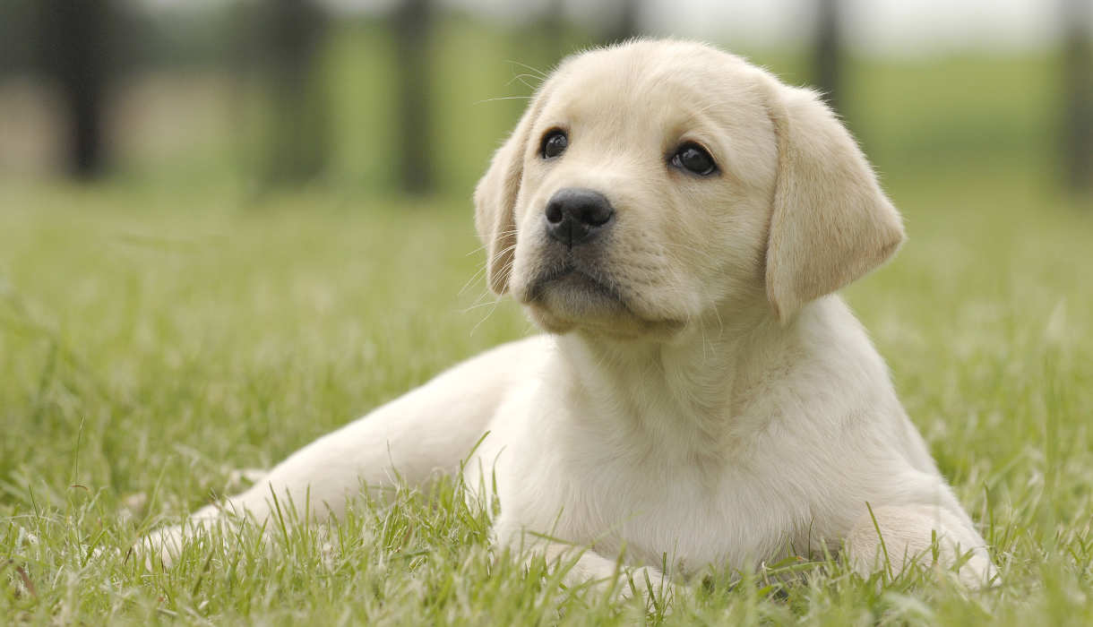 Detail Yellow Lab Puppy Images Nomer 3