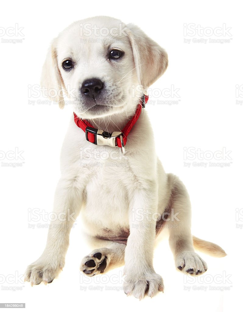 Detail Yellow Lab Puppy Images Nomer 28