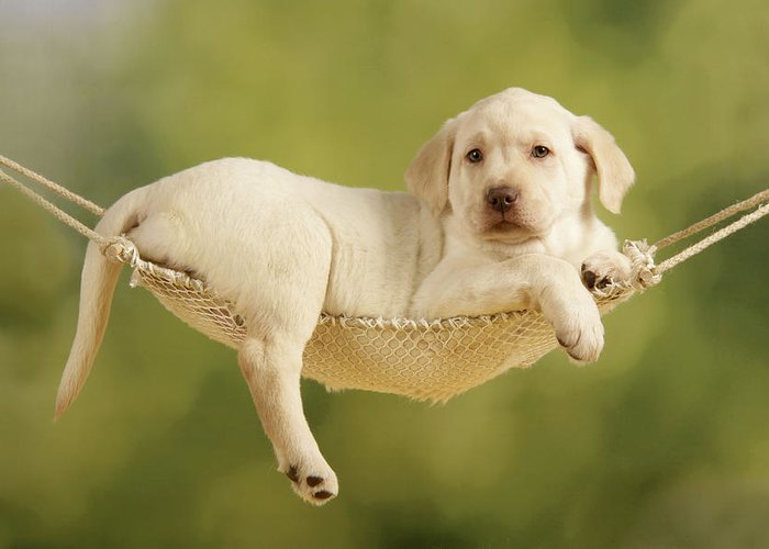 Detail Yellow Lab Puppy Images Nomer 30