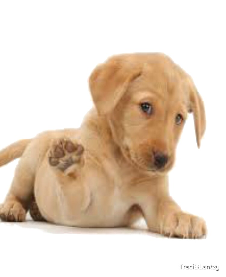 Detail Yellow Lab Puppy Images Nomer 40