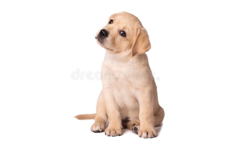 Detail Yellow Lab Puppy Images Nomer 45