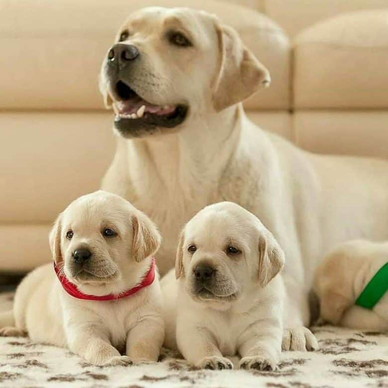 Detail Yellow Lab Puppy Images Nomer 48