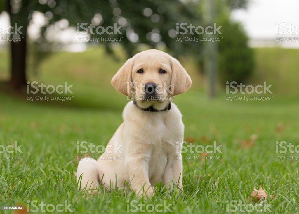 Detail Yellow Lab Puppy Images Nomer 6