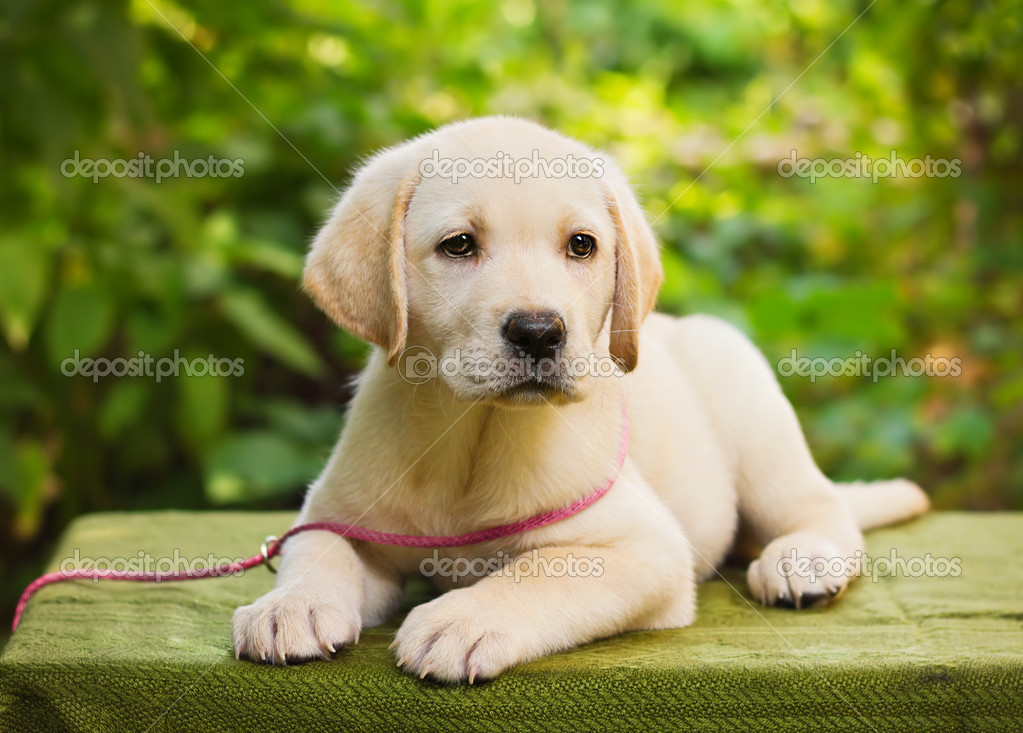 Detail Yellow Lab Puppy Images Nomer 53