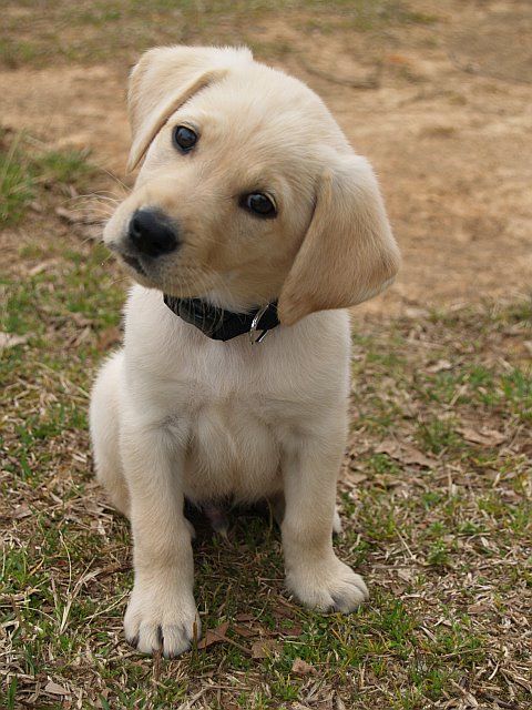 Detail Yellow Lab Puppy Images Nomer 10