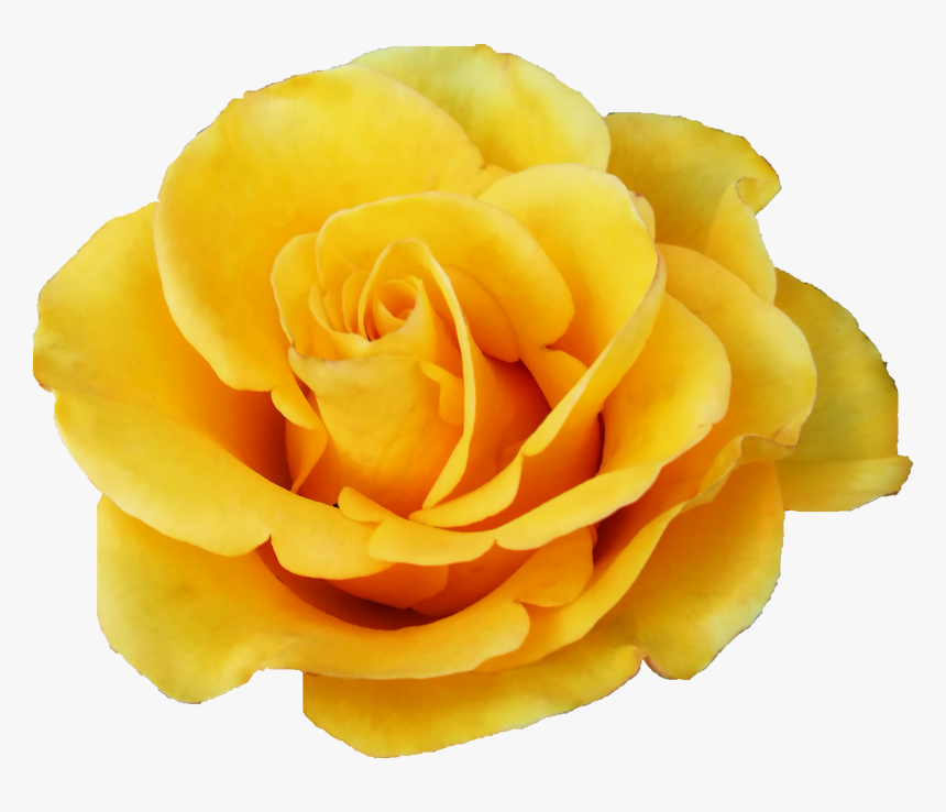 Yellow Rose Png - KibrisPDR