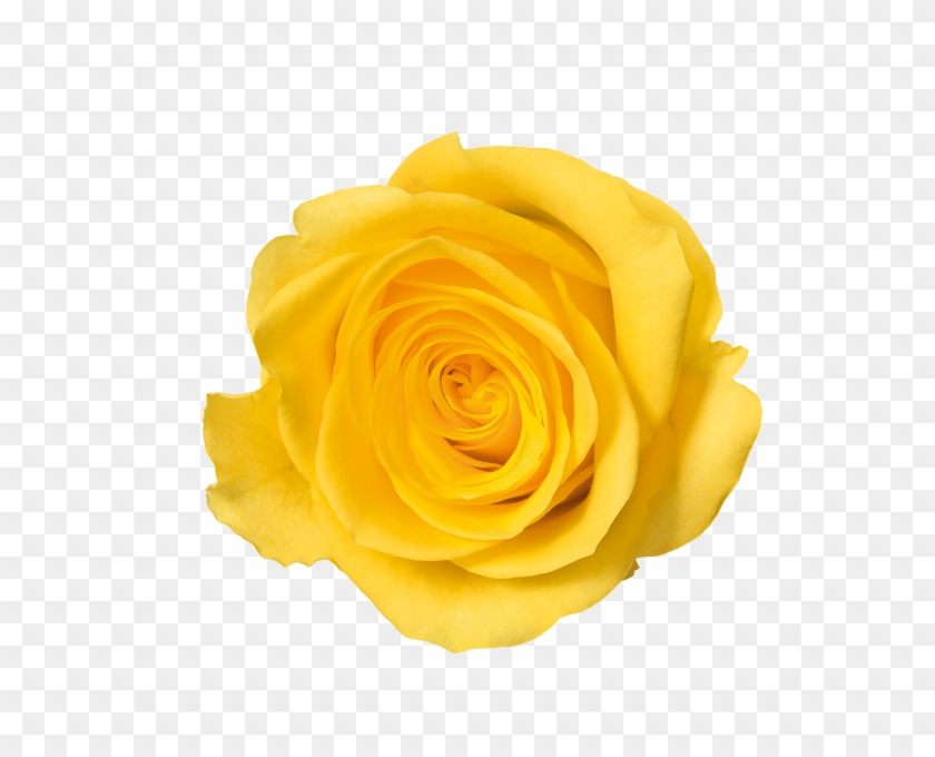 Detail Yellow Rose Png Nomer 2