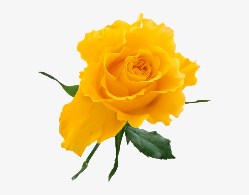 Detail Yellow Rose Png Nomer 14