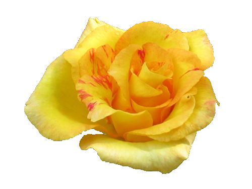 Detail Yellow Rose Png Nomer 20