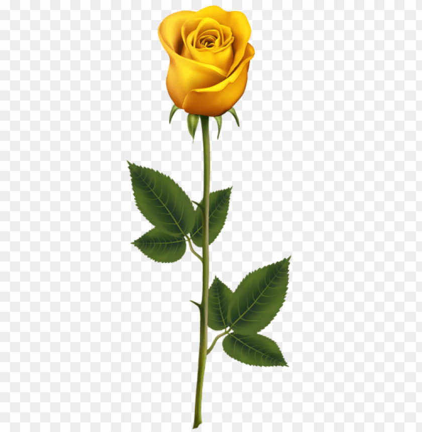 Detail Yellow Rose Png Nomer 24