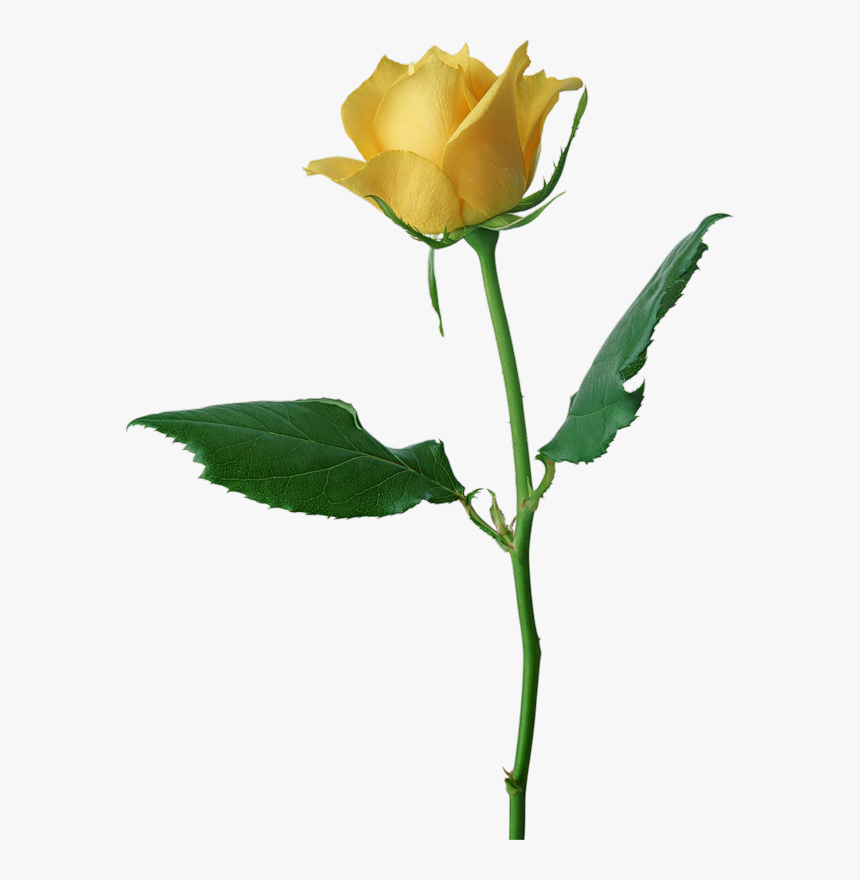 Detail Yellow Rose Png Nomer 29