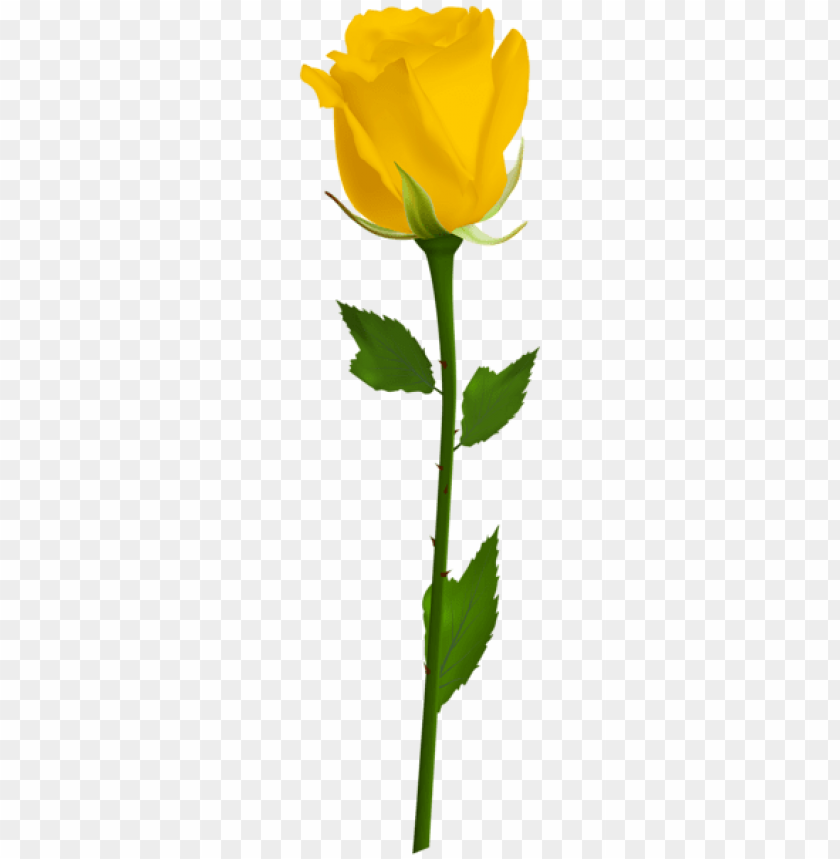 Detail Yellow Rose Png Nomer 32