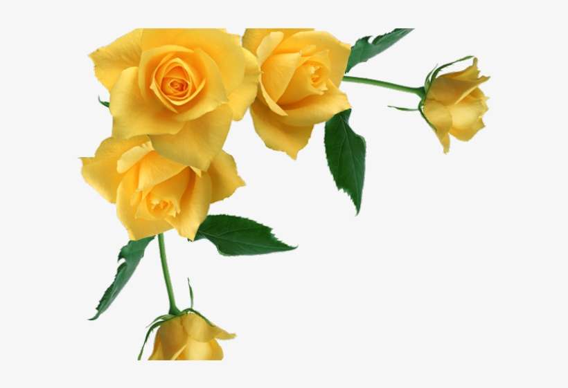 Detail Yellow Rose Png Nomer 33