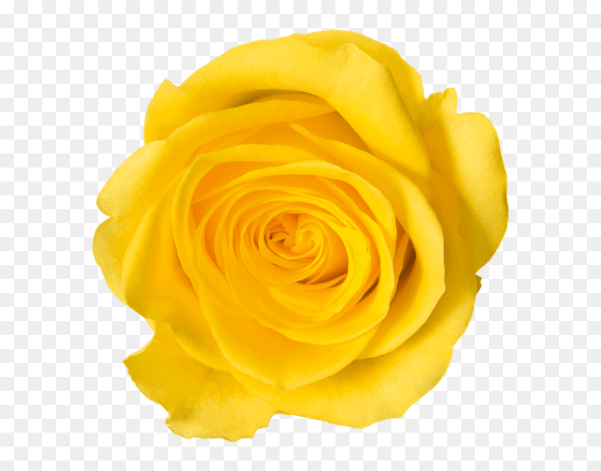 Detail Yellow Rose Png Nomer 37