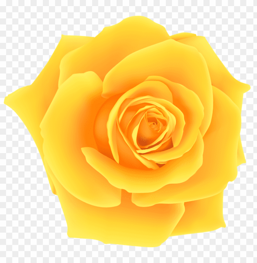 Detail Yellow Rose Png Nomer 5