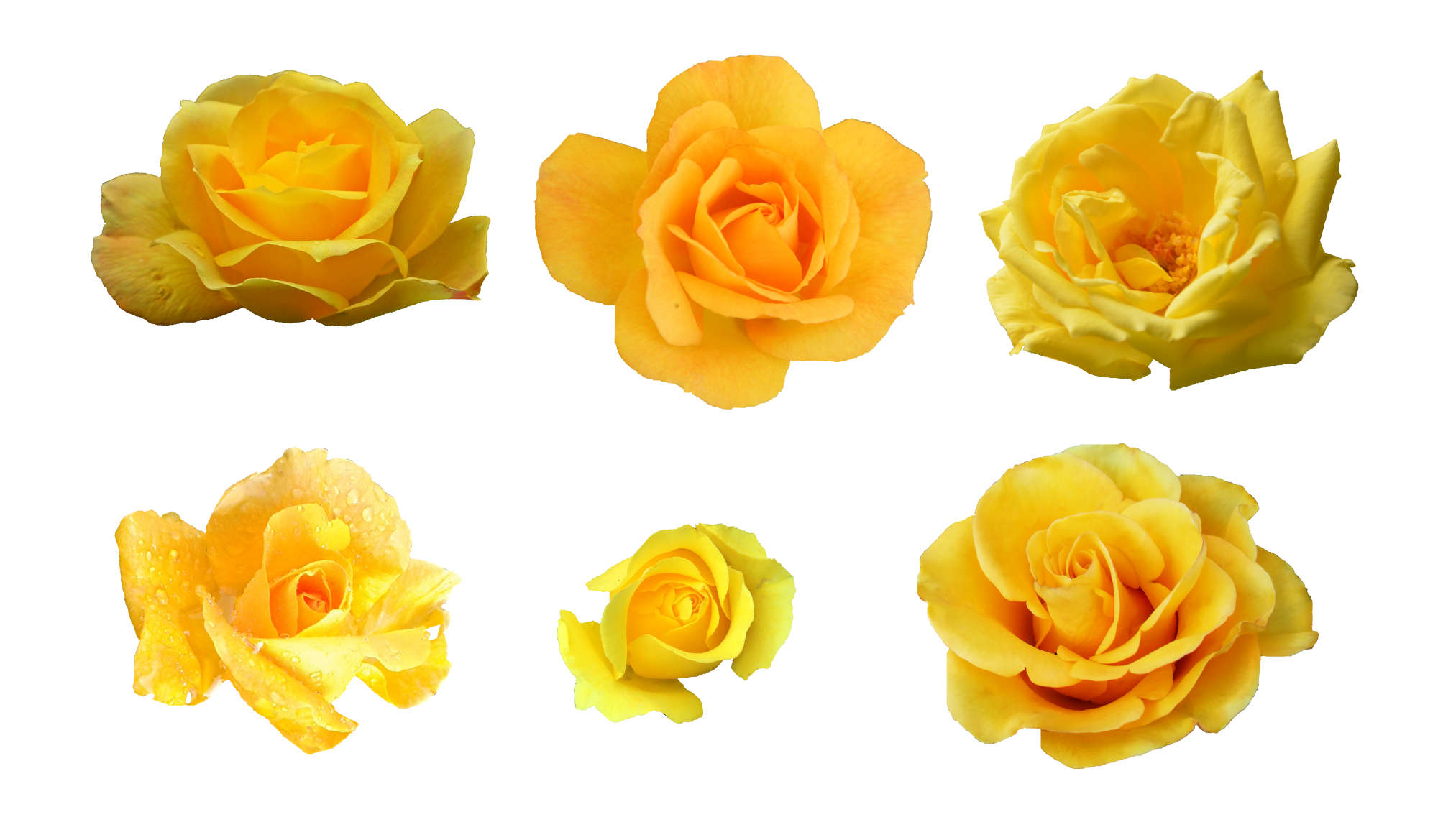 Detail Yellow Rose Png Nomer 48