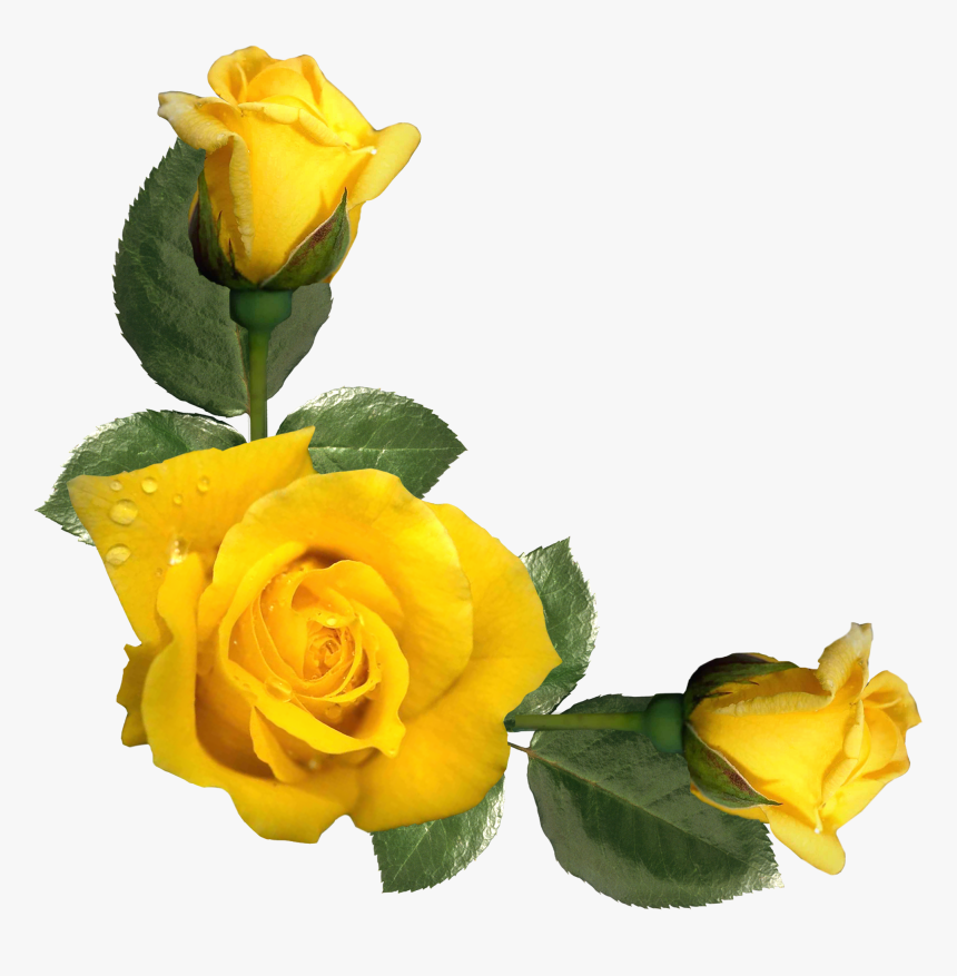 Detail Yellow Rose Png Nomer 6