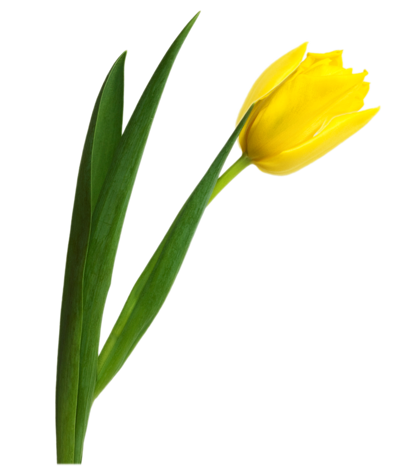 Detail Yellow Tulips Png Nomer 10