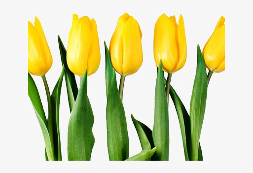 Detail Yellow Tulips Png Nomer 13