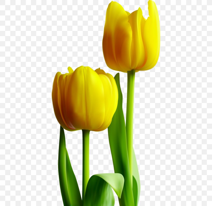 Detail Yellow Tulips Png Nomer 18