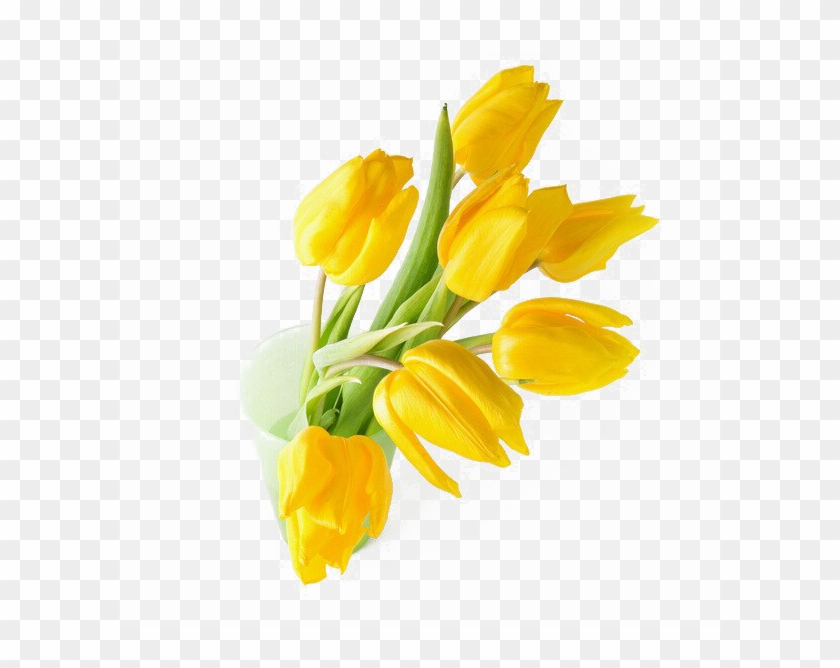 Detail Yellow Tulips Png Nomer 23