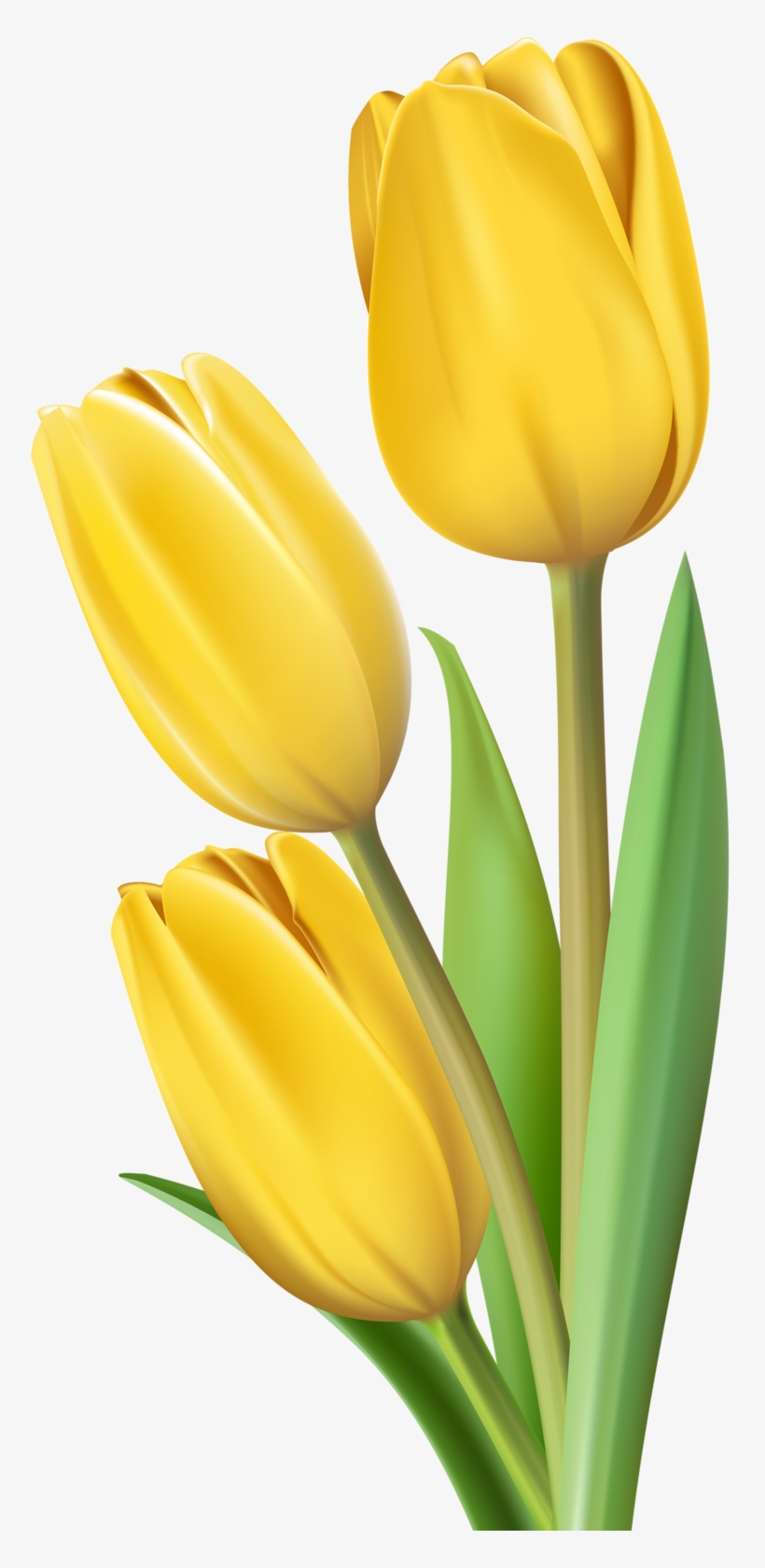 Detail Yellow Tulips Png Nomer 25