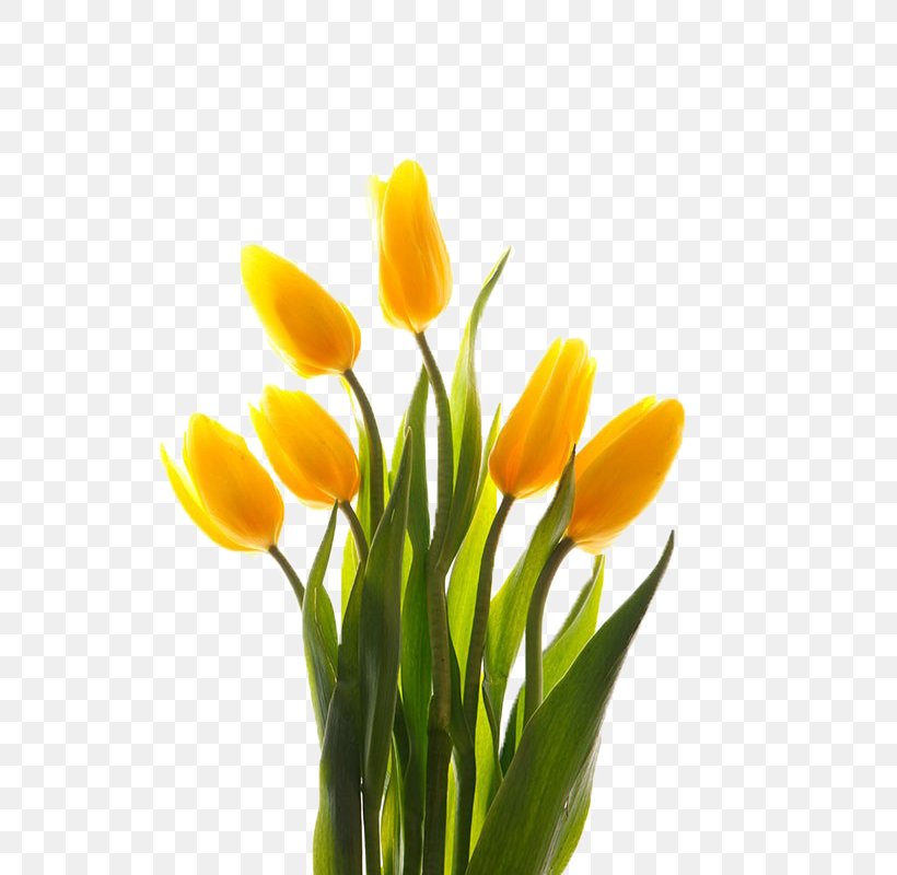 Detail Yellow Tulips Png Nomer 29