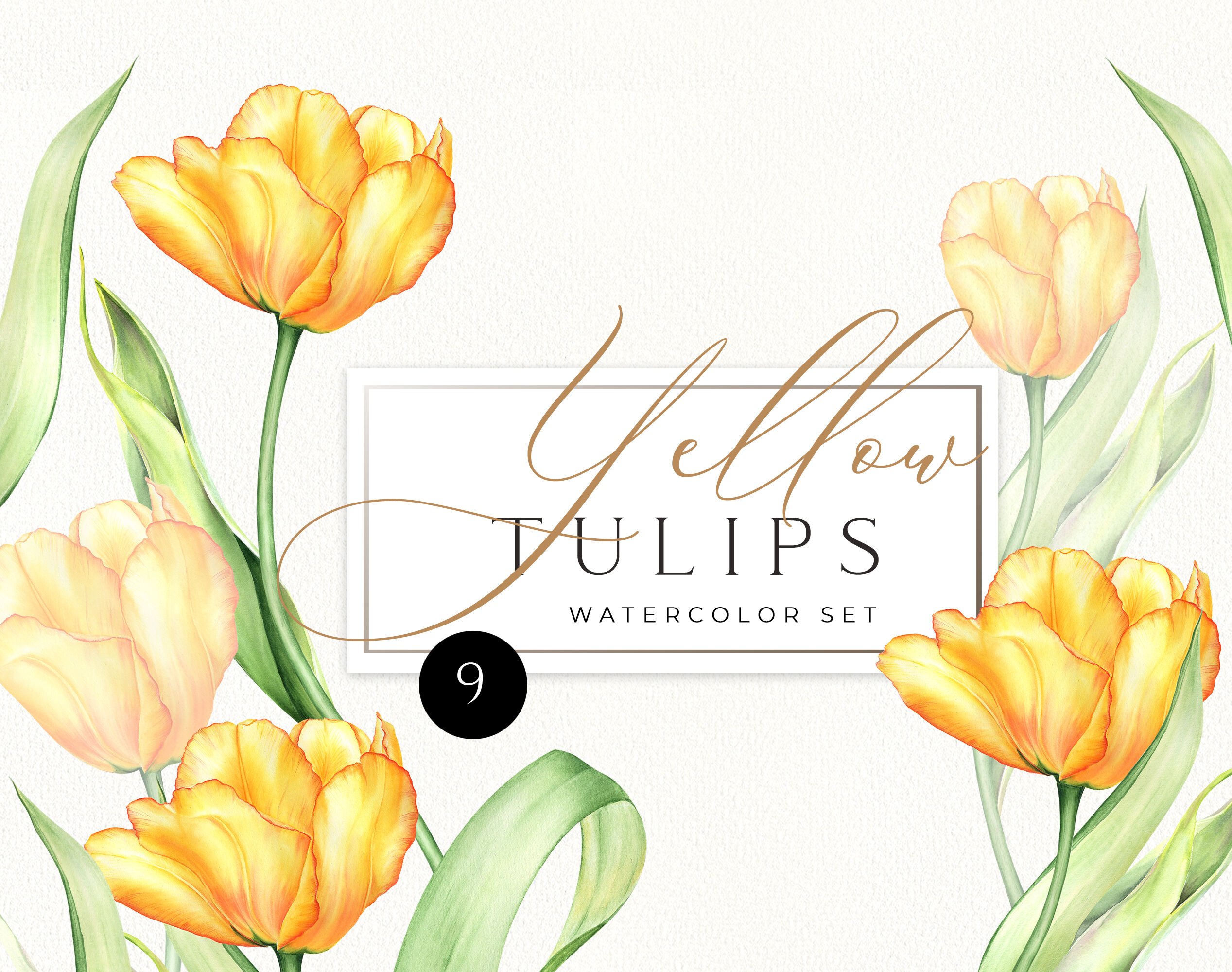 Detail Yellow Tulips Png Nomer 34