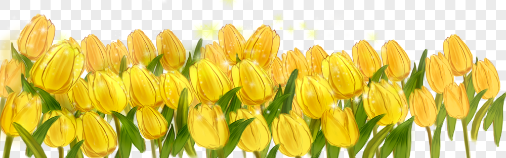 Detail Yellow Tulips Png Nomer 37