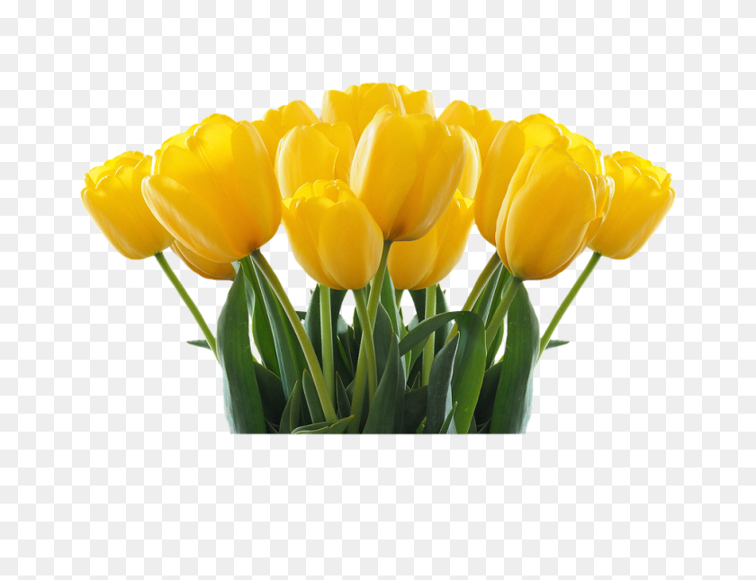 Detail Yellow Tulips Png Nomer 49