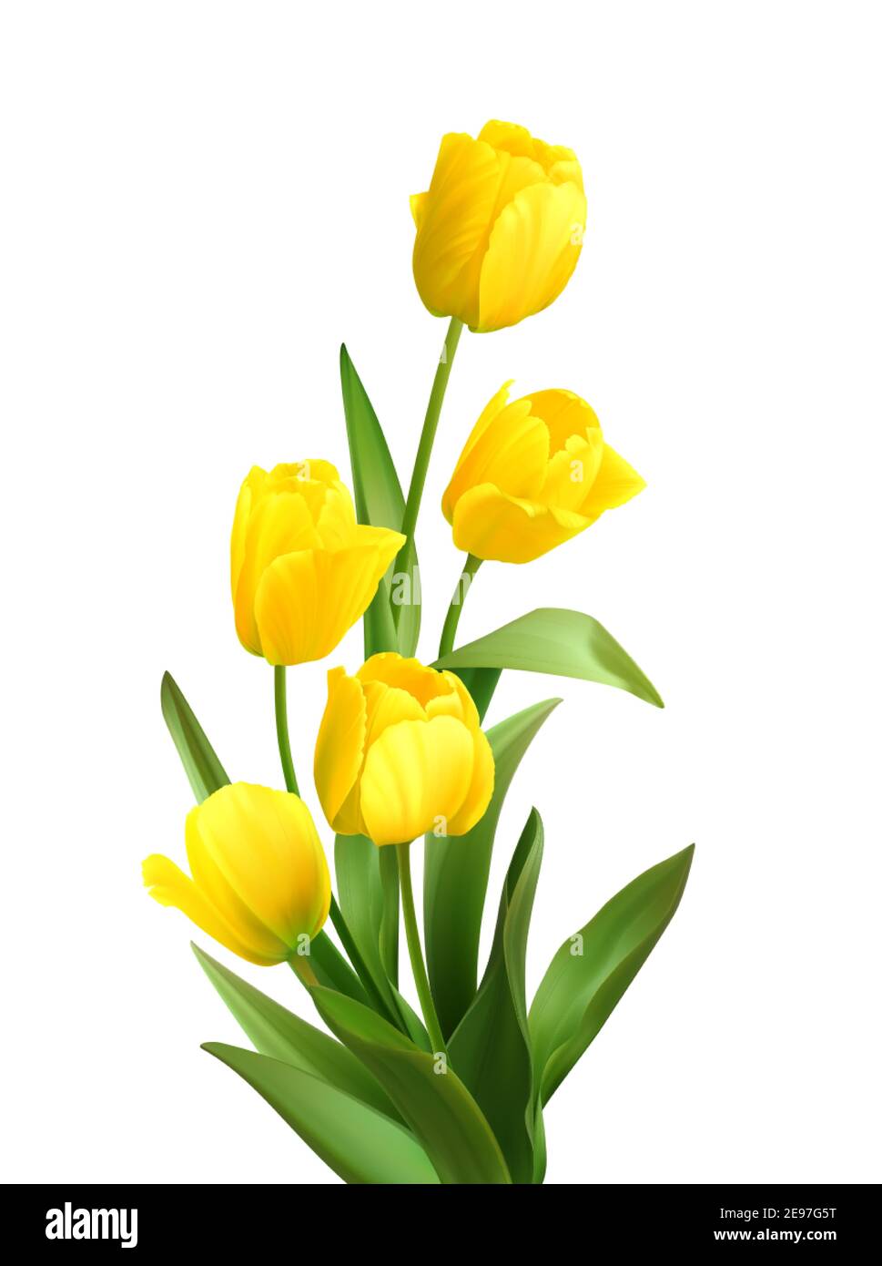 Detail Yellow Tulips Png Nomer 50