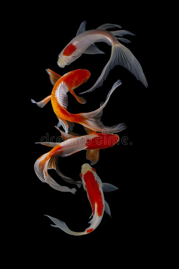 Detail Yin Yang Fish Wallpaper Nomer 51