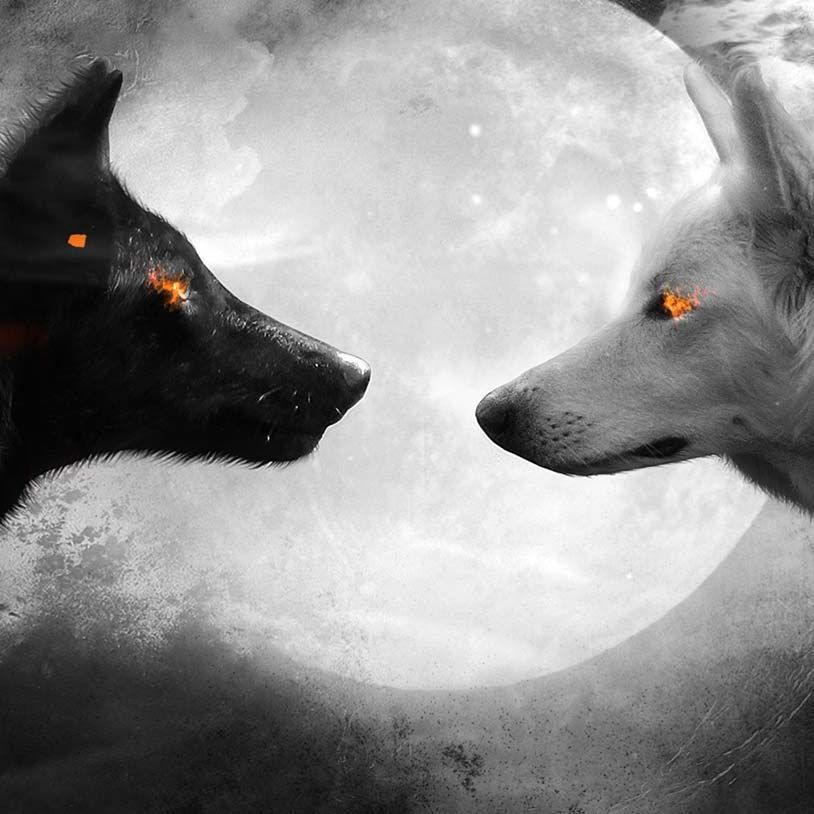 Detail Yin Yang Wolf Wallpaper Nomer 14