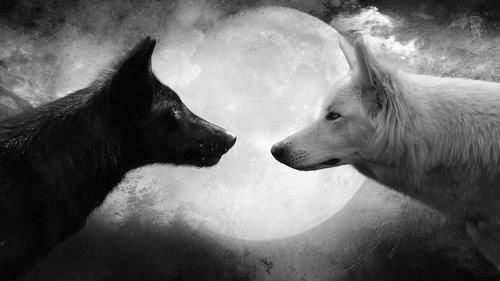 Detail Yin Yang Wolf Wallpaper Nomer 3