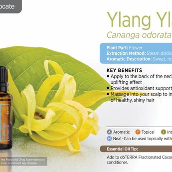 Detail Ylang Ylang Young Living Nomer 16